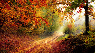 autumn road 4k wallpaper