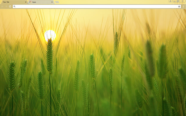 Barley Field Google Chrome Theme