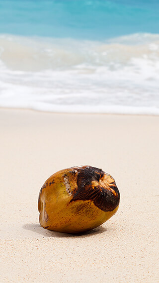 beached coconut iphone background
