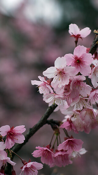 cherry blossom flowers iphone background