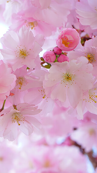 cherry blossom pink iphone background