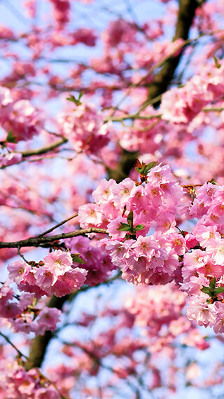 cherry blossom tree iphone background