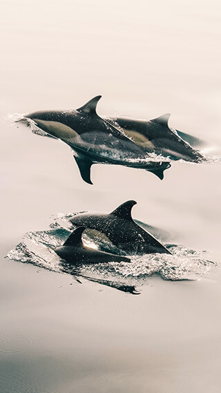dolphins swimming iphone background