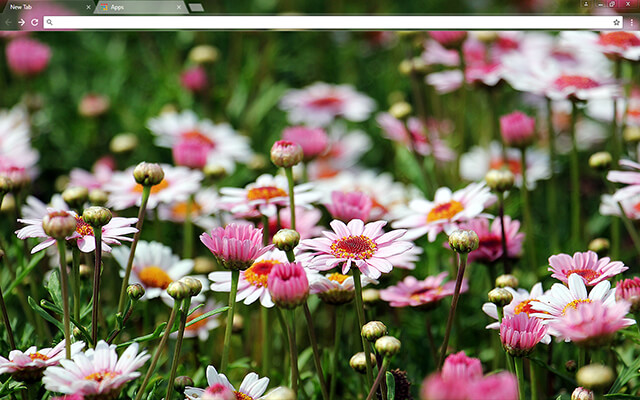 Marguerite Flowers Google Chrome Theme