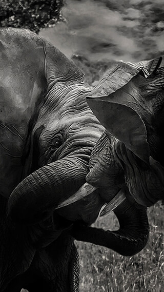 mighty elephants iphone background