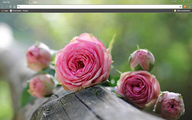 Natural Pink Roses Google Chrome Theme