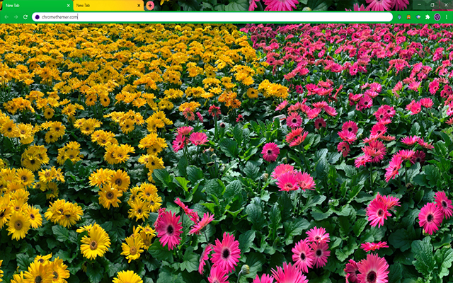Pink And Yellow Daisy Flowers Google Chrome Theme