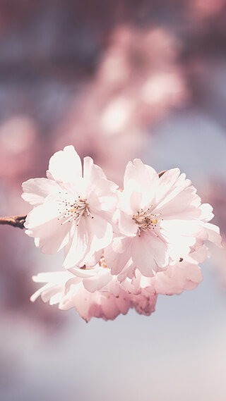 pink flower blossoms iphone background