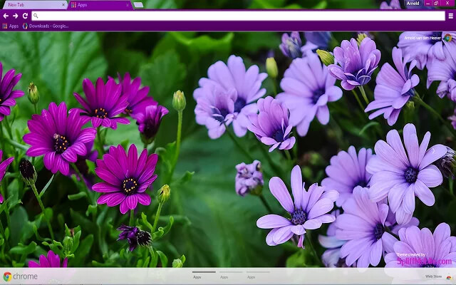 Purple Daisies Google Chrome Theme