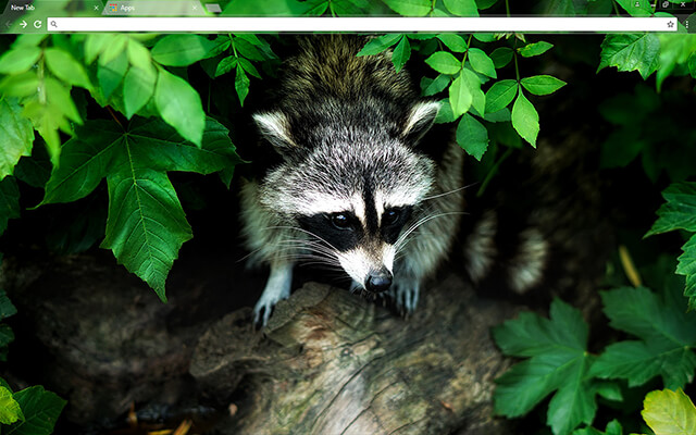 Raccoon Google Chrome Theme