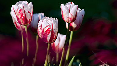 Rose Tulips Chromebook Wallpaper