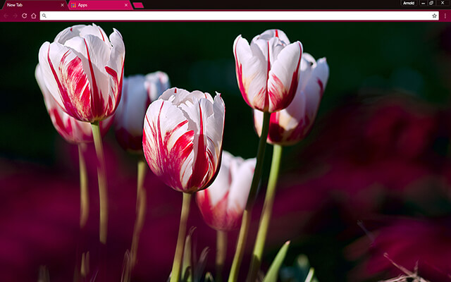 Rose Tulips Google Chrome Theme