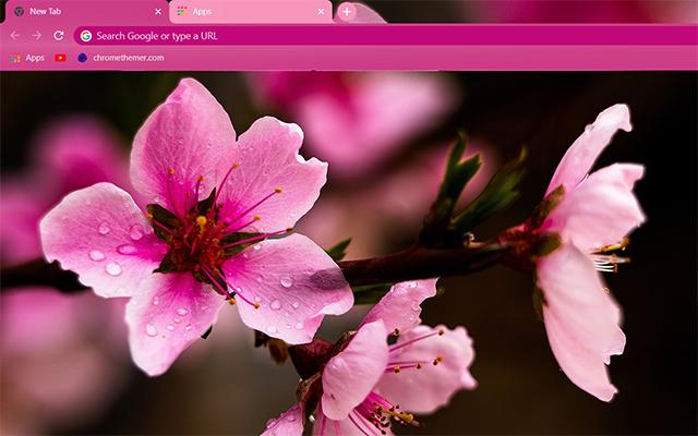 Sakura Google Chrome Theme - Theme For Chrome