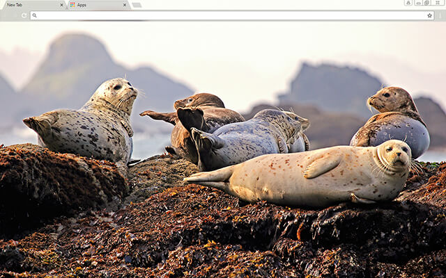 Seals Google Chrome Theme