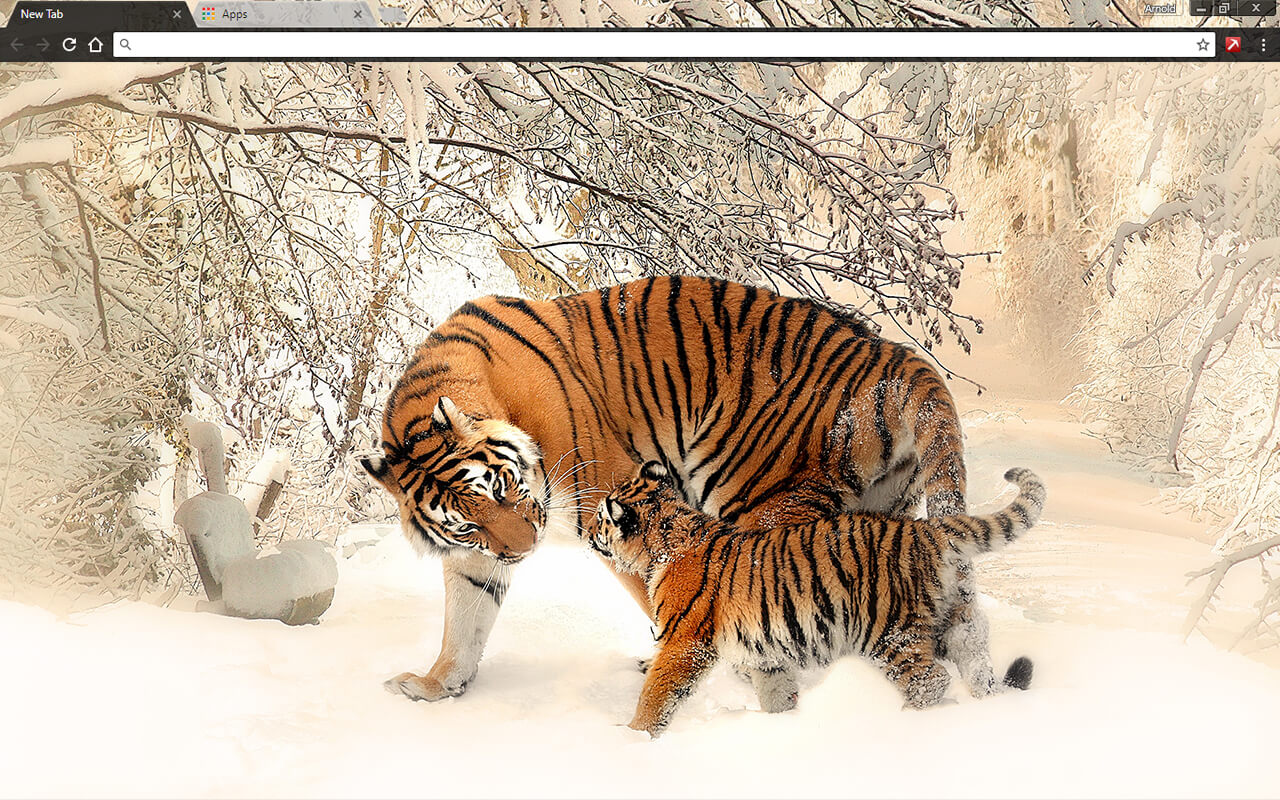 Siberian Tigers Google Chrome Theme
