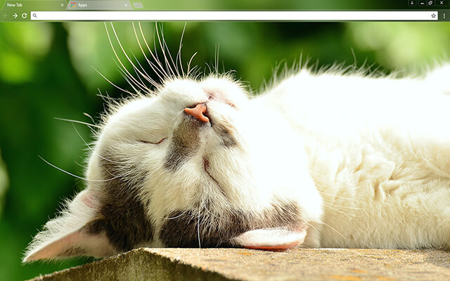 Sleeping Kitten Google Chrome Theme