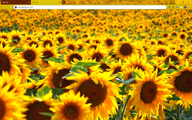 Solarized Sunflowers Google Chrome Theme