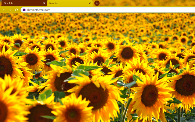 Solarized Sunflowers Chrome Theme