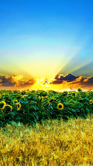 sunflower sunset iphone background