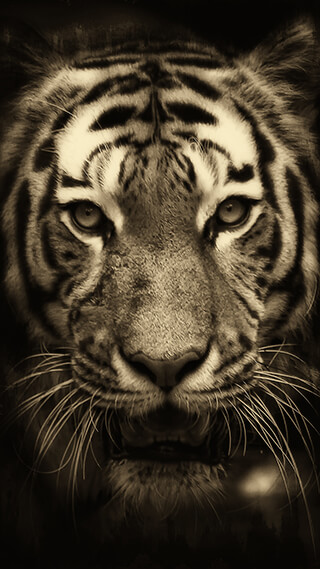 tiger 3 wallpaper