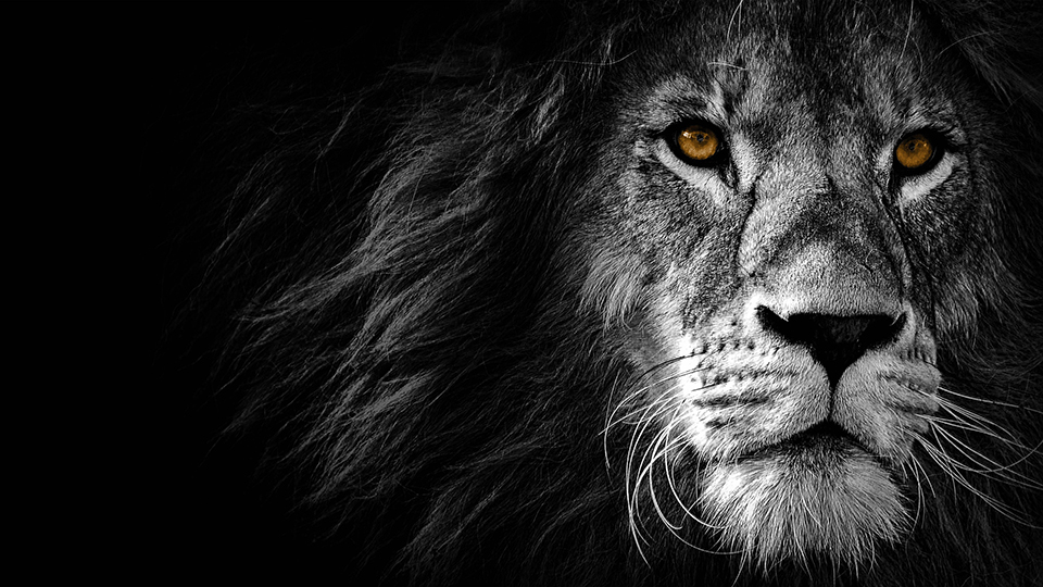 Wild Lion Wallpaper 8K