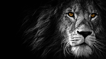 Wild Lion 2K Wallpaper
