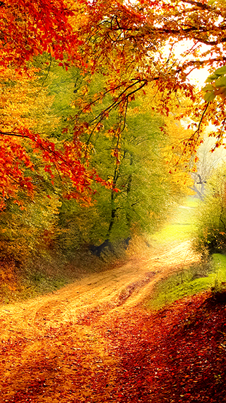 Autumn Bend iPhone Background Photo