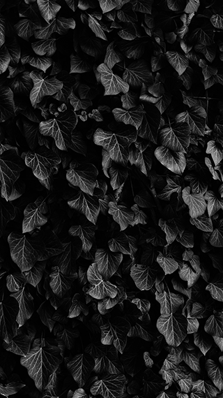 Black Ivy Cellphone Background