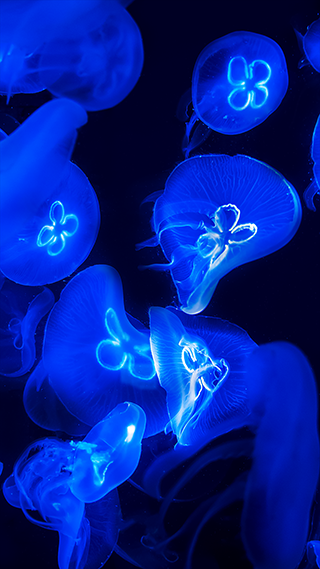 Blue Jellyfish Wallpaper HD iPhone