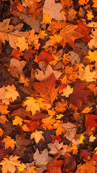 Fall Foliage Apple iPhone Wallpaper 4K