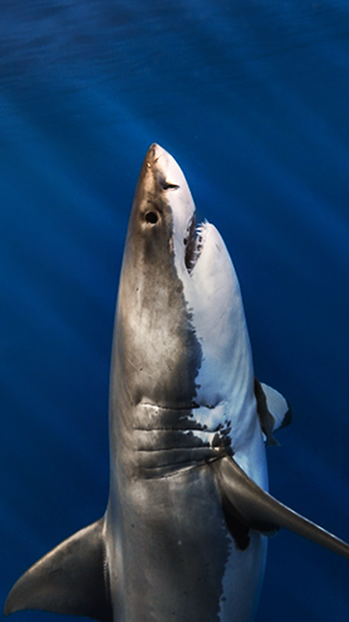 Great White Shark iPhone Lock Screen Wallpaper 4K