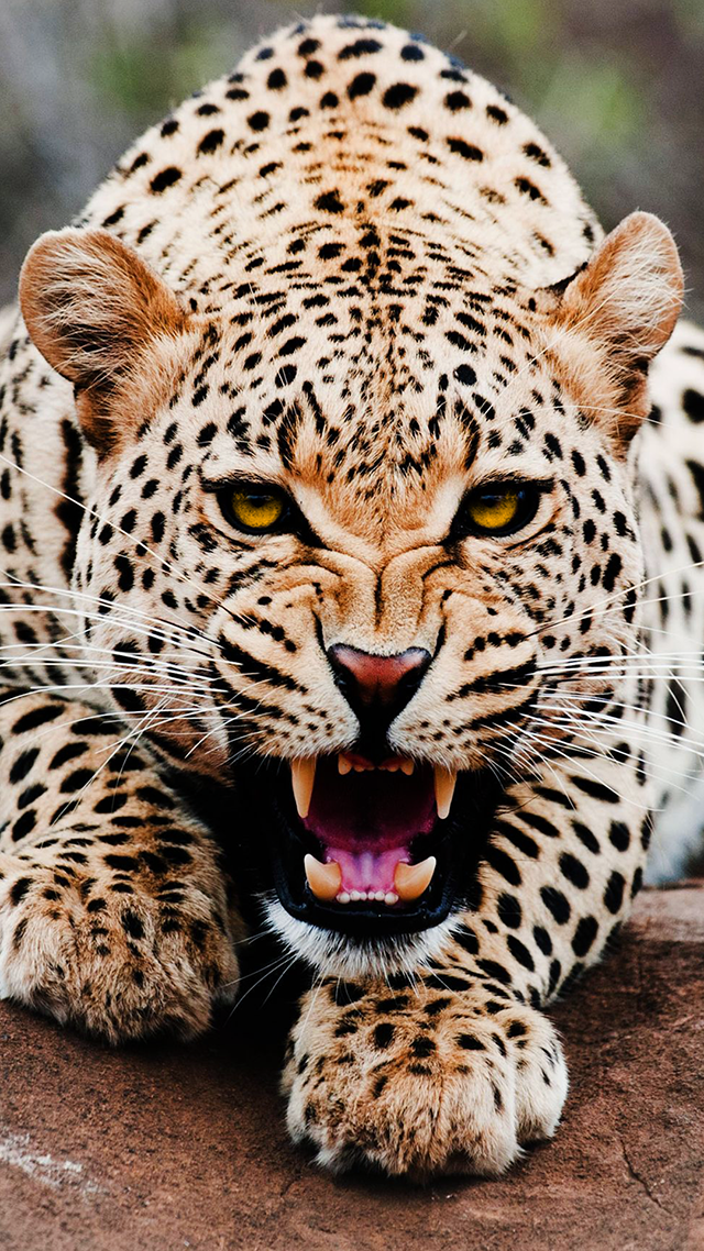 Leopard Cat Home Screen Wallpaper.