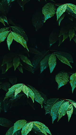 Wet Leaves Aesthetic iPhone Wallpaper
