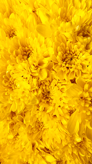 Yellow Flowers iPhone Aesthetic Wallpaper